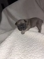 Buster, a male French Bulldog for sale in Newport News, VA – 4 of 7