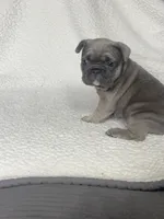 Buster, a male French Bulldog for sale in Newport News, VA – 3 of 4