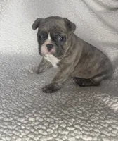 Bentley, a male French Bulldog for sale in Newport News, VA – 2 of 5