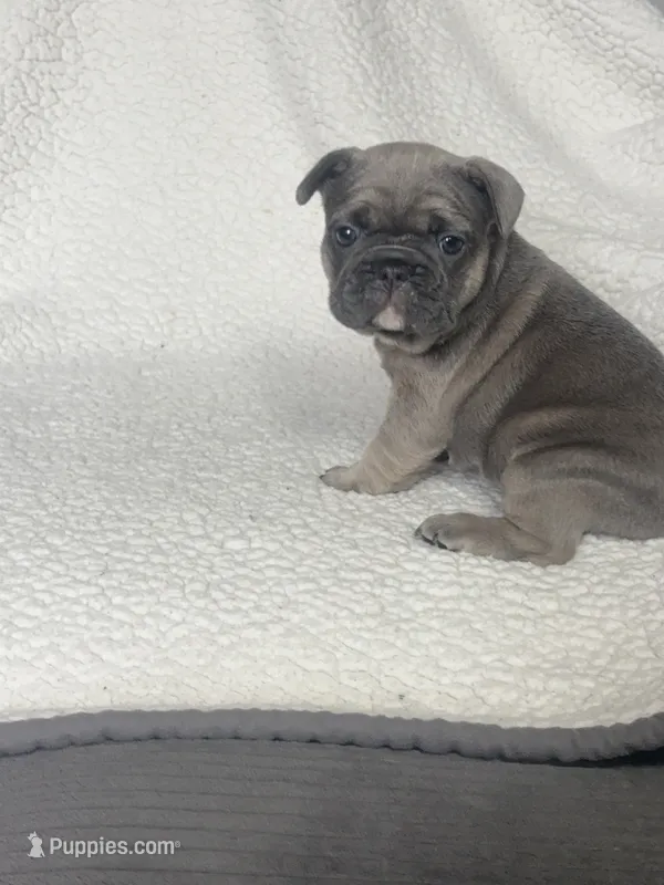 Buster – French Bulldog puppy for sale in Newport News, VA
