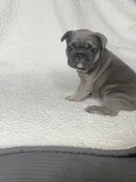Buster, a male French Bulldog for sale in Newport News, VA – 1 of 4