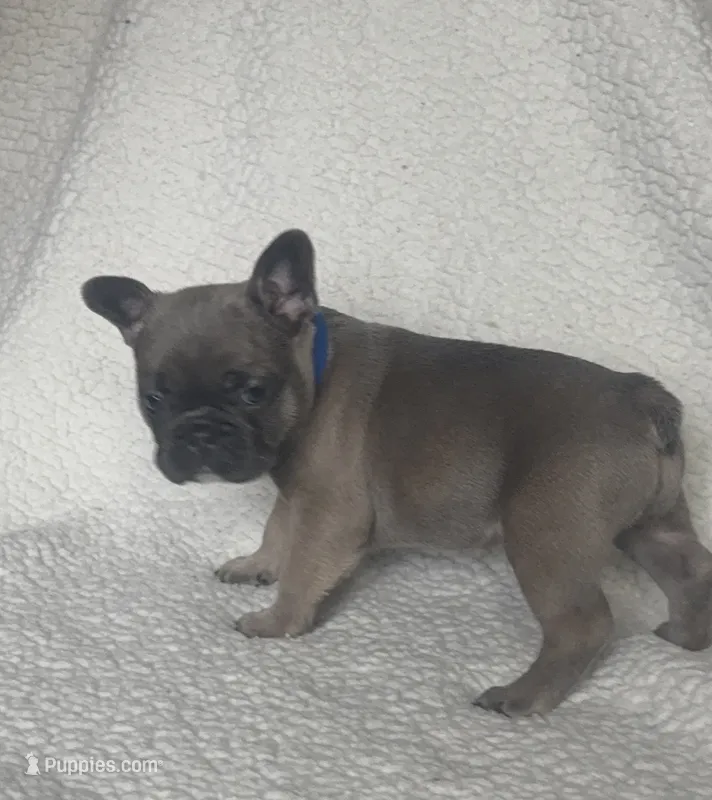 Bleu – French Bulldog puppy for sale in Newport News, VA