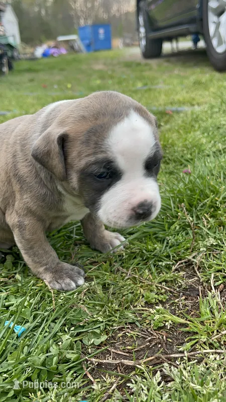 Brindle – American Staffordshire Terrier, American Pit Bull Terrier puppy for sale in Liberty, NC