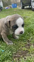 Brindle, a male American Staffordshire Terrier and American Pit Bull Terrier for sale in Liberty, NC – Photo 1 of 5