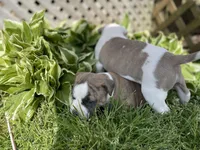 Brindle, a male American Staffordshire Terrier and American Pit Bull Terrier for sale in Liberty, NC – Photo 4 of 5