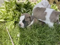 Brindle, a male American Staffordshire Terrier and American Pit Bull Terrier for sale in Liberty, NC – Photo 5 of 5