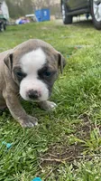 Brindle, a male American Staffordshire Terrier and American Pit Bull Terrier for sale in Liberty, NC – Photo 2 of 5