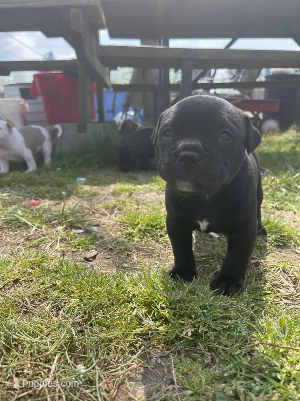 Knight  – American Staffordshire Terrier, American Pit Bull Terrier puppy for sale in Liberty, NC