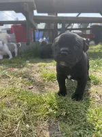 Knight , a male American Staffordshire Terrier and American Pit Bull Terrier for sale in Liberty, NC – Photo 1 of 4