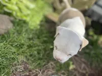Fat Boy, a male American Staffordshire Terrier and American Pit Bull Terrier for sale in Liberty, NC – Photo 2 of 5