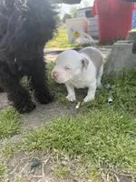 Fat Boy, a male American Staffordshire Terrier and American Pit Bull Terrier for sale in Liberty, NC – Photo 5 of 5