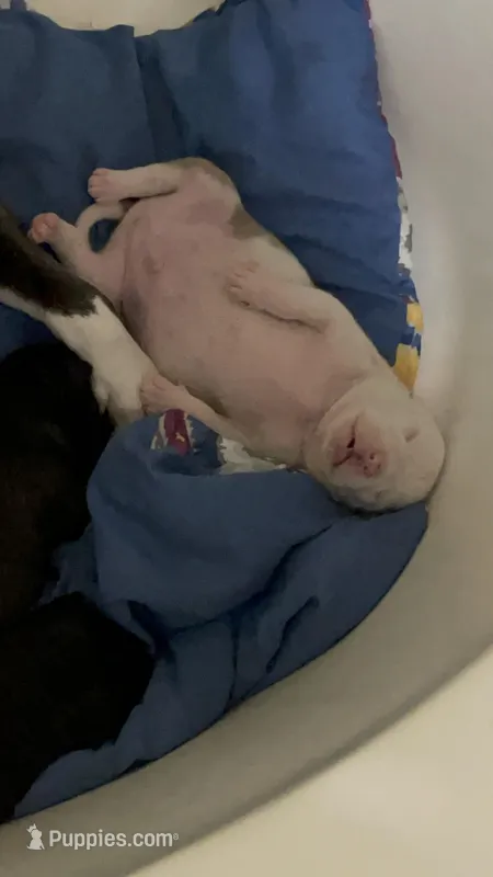 Fat Boy – American Staffordshire Terrier, American Pit Bull Terrier puppy for sale in Liberty, NC