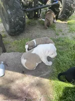Fat Boy, a male American Staffordshire Terrier and American Pit Bull Terrier for sale in Liberty, NC – Photo 4 of 5