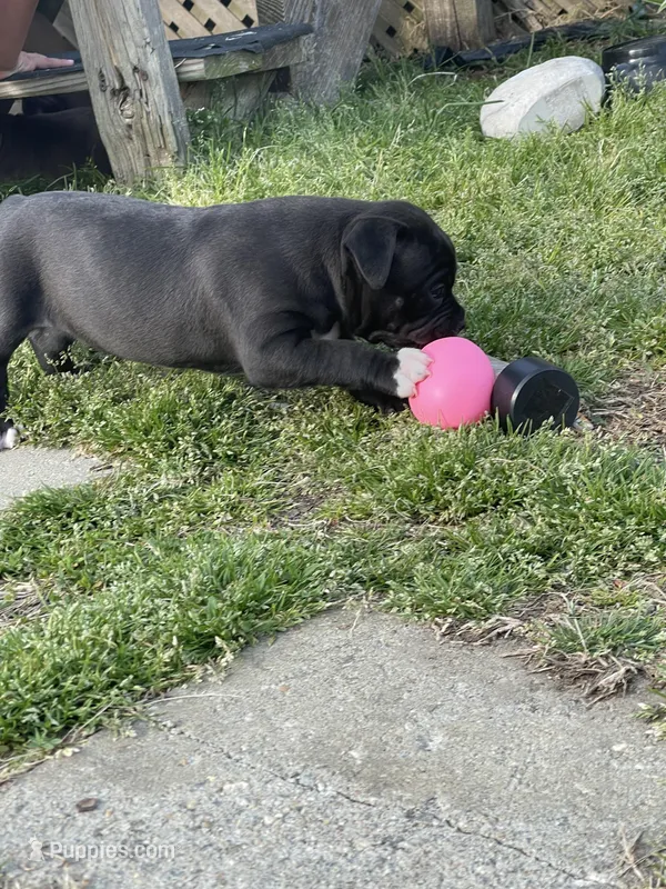 Shadow – American Staffordshire Terrier, American Pit Bull Terrier puppy for sale in Liberty, NC