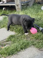 Shadow, a female American Staffordshire Terrier and American Pit Bull Terrier for sale in Liberty, NC – Photo 2 of 2