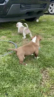 Chocolate , a female American Staffordshire Terrier and American Pit Bull Terrier for sale in Liberty, NC – Photo 2 of 4