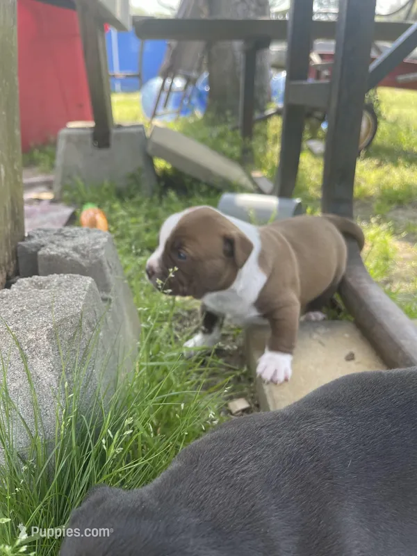 Chocolate  – American Staffordshire Terrier, American Pit Bull Terrier puppy for sale in Liberty, NC