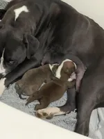 Chocolate , a female American Staffordshire Terrier and American Pit Bull Terrier for sale in Liberty, NC – Photo 3 of 4