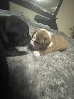 Chocolate , a female American Staffordshire Terrier and American Pit Bull Terrier for sale in Liberty, NC – Photo 4 of 4