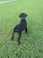 Black , a male Boykin Spaniel and Blue Lacy for sale in Montezuma, GA – 2 of 4