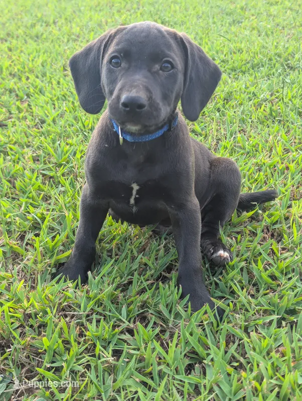 Blue  – Boykin Spaniel, Blue Lacy puppy for sale in Montezuma, GA