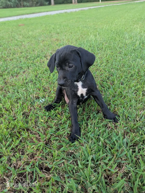 Black  – Boykin Spaniel, Blue Lacy puppy for sale in Montezuma, GA