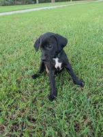 Black , a male Boykin Spaniel and Blue Lacy for sale in Montezuma, GA – 1 of 4