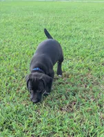 Blue , a male Boykin Spaniel and Blue Lacy for sale in Montezuma, GA – 4 of 4