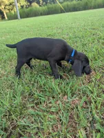 Blue , a male Boykin Spaniel and Blue Lacy for sale in Montezuma, GA – 2 of 4