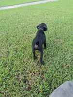 Black , a male Boykin Spaniel and Blue Lacy for sale in Montezuma, GA – 3 of 4