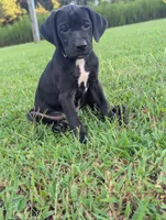 Black , a male Boykin Spaniel and Blue Lacy for sale in Montezuma, GA – 4 of 4