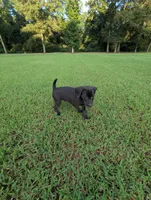 Blue , a male Boykin Spaniel and Blue Lacy for sale in Montezuma, GA – 3 of 4