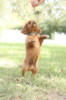 Royal, a male Cavalier King Charles Spaniel for sale in Normangee, TX – 3 of 6