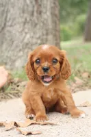 Royal, a male Cavalier King Charles Spaniel for sale in Normangee, TX – 2 of 6