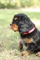 Princess Kate, a female Cavalier King Charles Spaniel for sale in Normangee, TX – 5 of 7