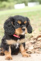 Princess Kate, a female Cavalier King Charles Spaniel for sale in Normangee, TX – 6 of 7