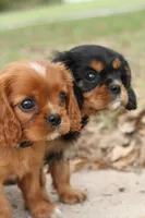 Royal, a male Cavalier King Charles Spaniel for sale in Normangee, TX – 6 of 6
