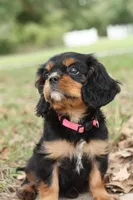 Princess Kate, a female Cavalier King Charles Spaniel for sale in Normangee, TX – 7 of 7