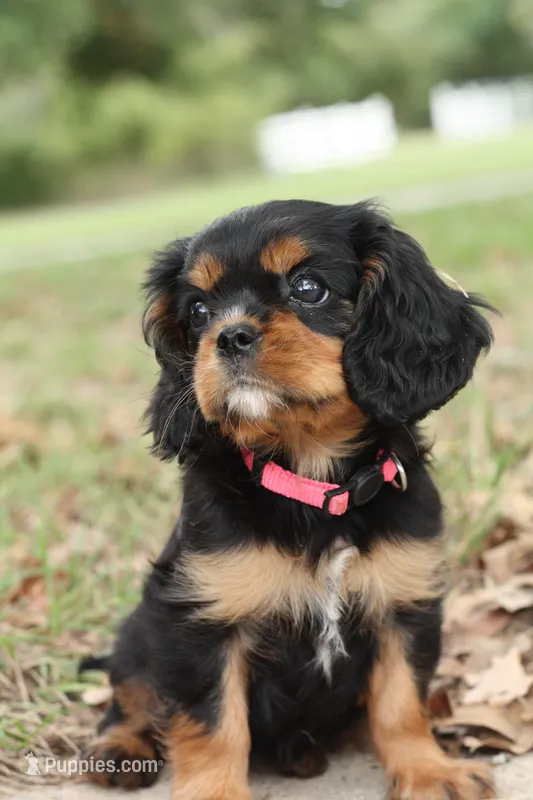 Princess Kate – Cavalier King Charles Spaniel puppy for sale in Normangee, TX