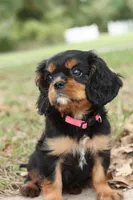 Princess Kate, a female Cavalier King Charles Spaniel for sale in Normangee, TX – 1 of 7