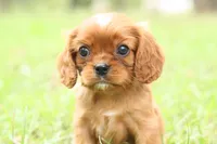 Royal, a male Cavalier King Charles Spaniel for sale in Normangee, TX – 4 of 6