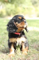 Princess Kate, a female Cavalier King Charles Spaniel for sale in Normangee, TX – 2 of 7