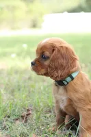 Royal, a male Cavalier King Charles Spaniel for sale in Normangee, TX – 5 of 6