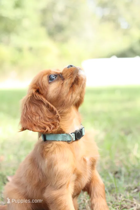 Royal – Cavalier King Charles Spaniel puppy for sale in Normangee, TX