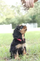 Princess Kate, a female Cavalier King Charles Spaniel for sale in Normangee, TX – 3 of 7