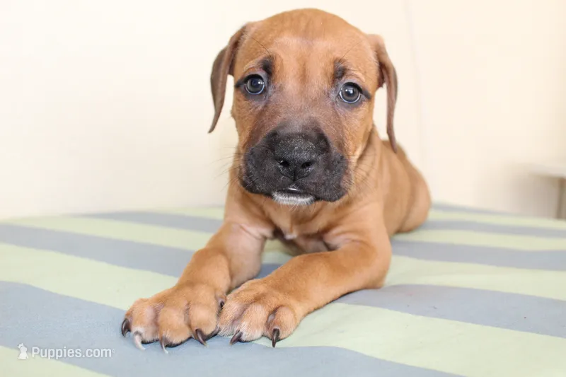 Nebula – American Bully puppy for sale in Ceres, CA