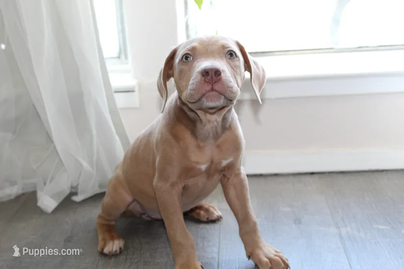 Marvel – American Bully puppy for sale in Ceres, CA