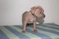 Storm, a female American Bully for sale in Ceres, CA – 2 of 3