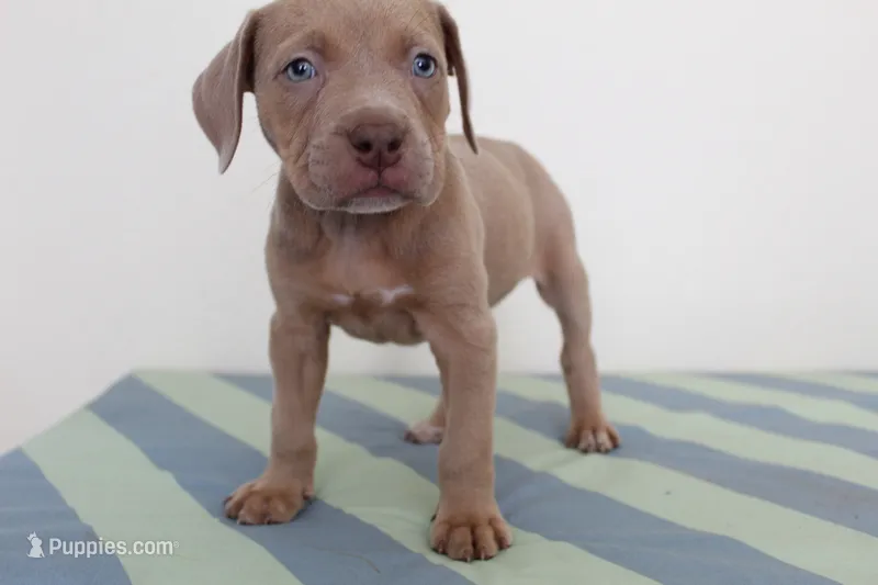 Marvel – American Bully puppy for sale in Ceres, CA