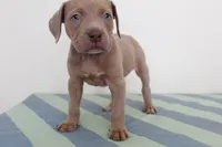 Marvel, a female American Bully for sale in Ceres, CA – 1 of 2
